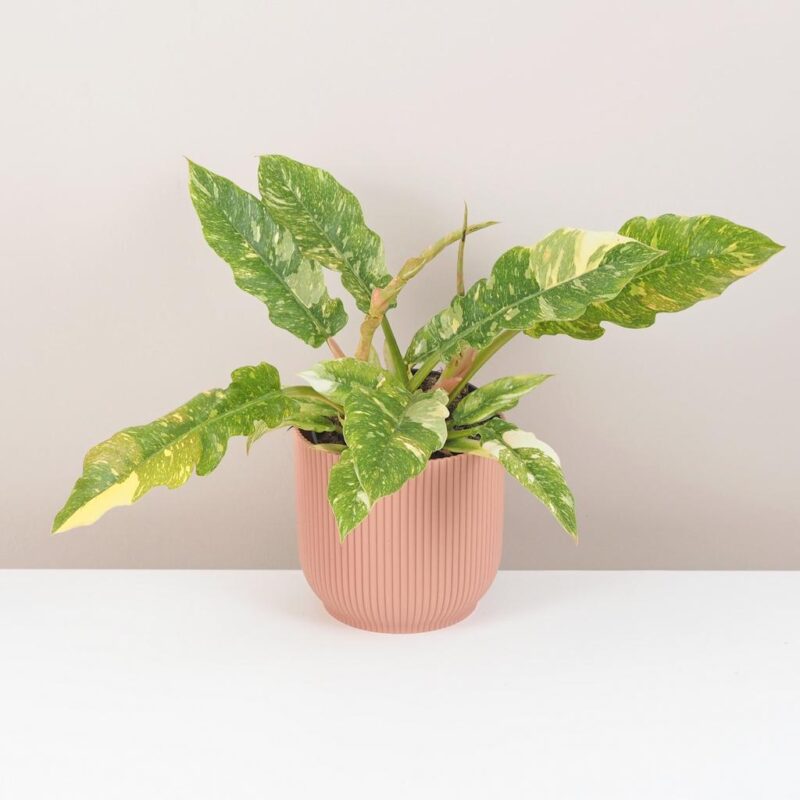 philodendron ring of fire vzácná pokojová rostlina panasovaný filodendron