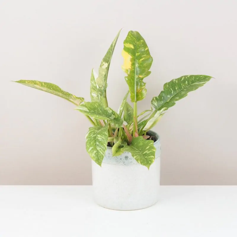 philodendron ring of fire vzácná pokojová rostlina panasovaný filodendron