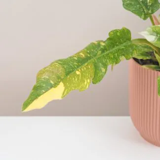 philodendron ring of fire vzácná pokojová rostlina panasovaný filodendron