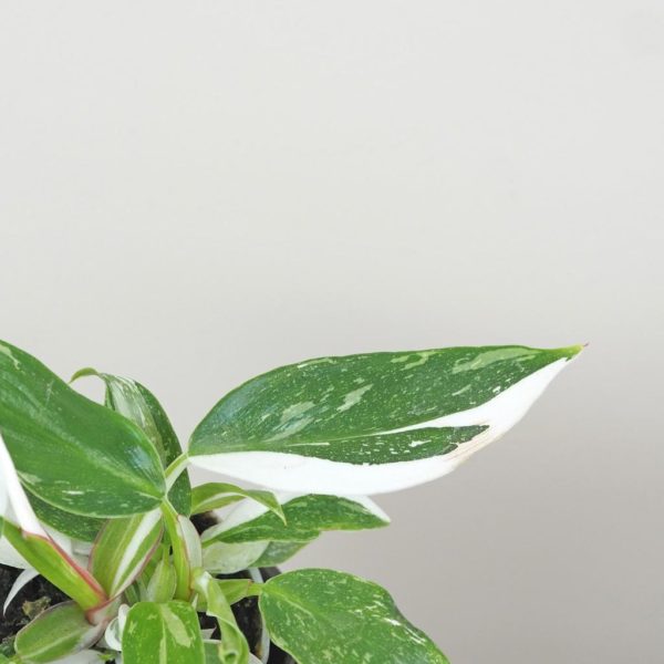 philodendron white princess panasovaná raritní pokojová rostlina plantizia