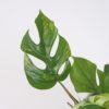 rhaphidophora tetrasperma variegata monstera minima variegated panasovana tahava pokojová rostlina
