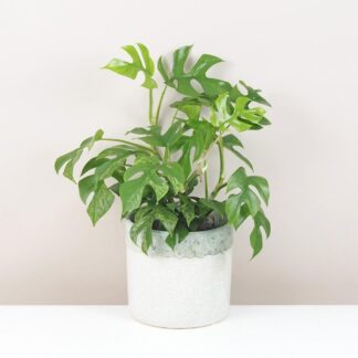 Rhaphidophora tetrasperma variegata (Monstera Minima) velká rhaphidophora tetrasperma variegata monstera minima variegated panasovana tahava pokojová rostlina