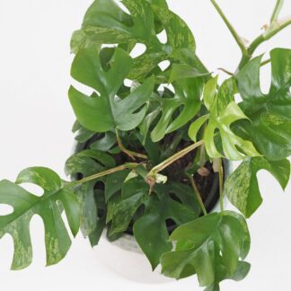 Rhaphidophora tetrasperma variegata (Monstera Minima) velká rhaphidophora tetrasperma variegata monstera minima variegated panasovana tahava pokojová rostlina