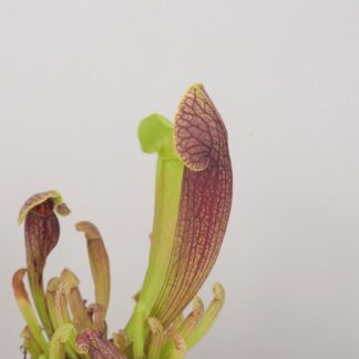 Sarracenia purpurea zrcacení purpurea masozrava rostlina mucholapka masozravka plantizia