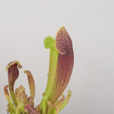 zrcacení purpurea masozrava rostlina mucholapka masozravka plantizia