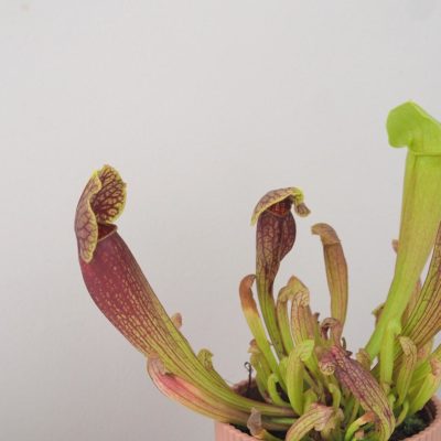 zrcacení purpurea masozrava rostlina mucholapka masozravka plantizia