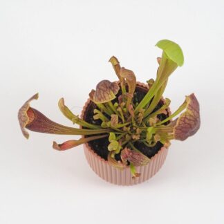 Sarracenia purpurea zrcacení purpurea masozrava rostlina mucholapka masozravka plantizia