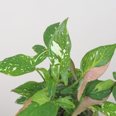syngonium red spot tricolor panasovaná pokojová rostlina