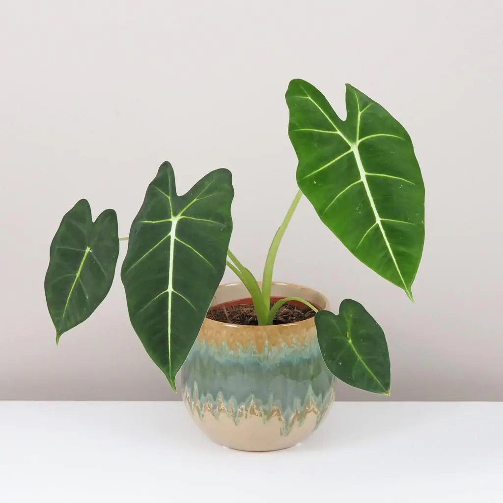 Levně Alocasia ‘Frýdek’