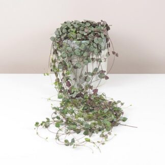 Svícník / Ceropegia woodii maxi Lampasik Ceropegia woodi tahavý sukulent