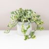 Pothos Epipremnum aureum 'N-Joy' potosovec panasovaný bílo-zelený tahava pokojová rostlina