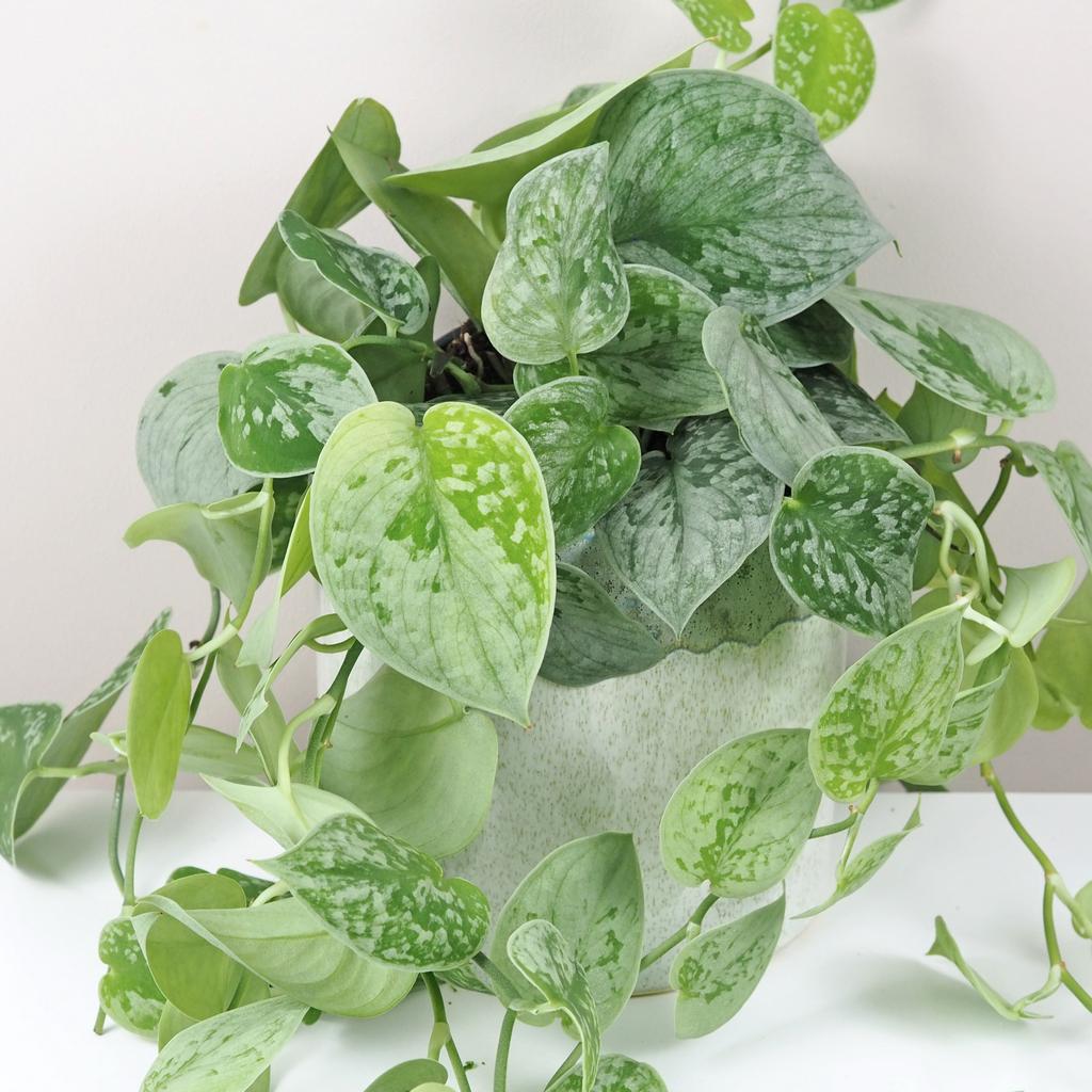 Scindapsus pictus ‘Silvery Ann’ velký Scindapsus pictus Silvery Ann