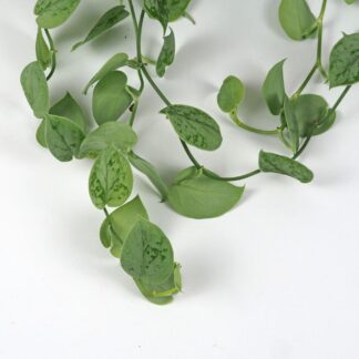 Scindapsus pictus ‘Silvery Ann’ velký Scindapsus pictus Silvery Ann