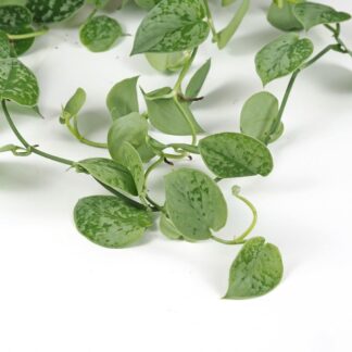 Scindapsus pictus ‘Silvery Ann’ velký Scindapsus pictus Silvery Ann
