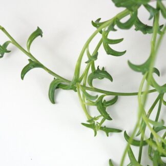 curio senecio peregrinus plantizia delfin string dolphins