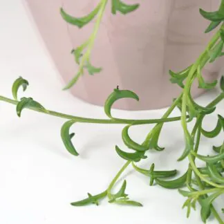 curio senecio peregrinus plantizia delfin string dolphins