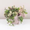 tradescantia quadricolor růžová táháva pokojová rostlina nenarocná platizia