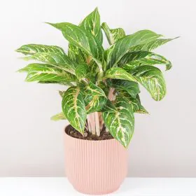 Aglaonema ‘Cocomelon’ maxi
