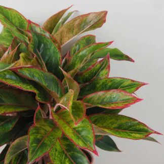 aglaonema, aglaonema crete, chinese evergreen, nenáročná rostlina, rostlina vhodná pro začátečníky, pokojová rostlina do stínu, rostlina do kanceláře, pokojový květ,