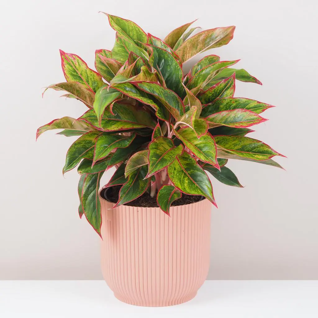 Levně Aglaonema ‘Crete’ maxi