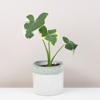 Alocasia ‘Mickey Mouse’ Alocasia Mickey Mouse Xanthosoma albomarginata