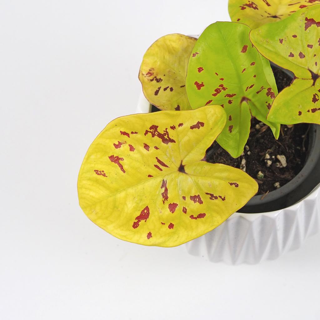 Caladium ‘Neon Monster’ caladium neon monster yellow