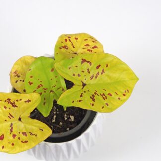 Caladium ‘Neon Monster’ caladium neon monster yellow
