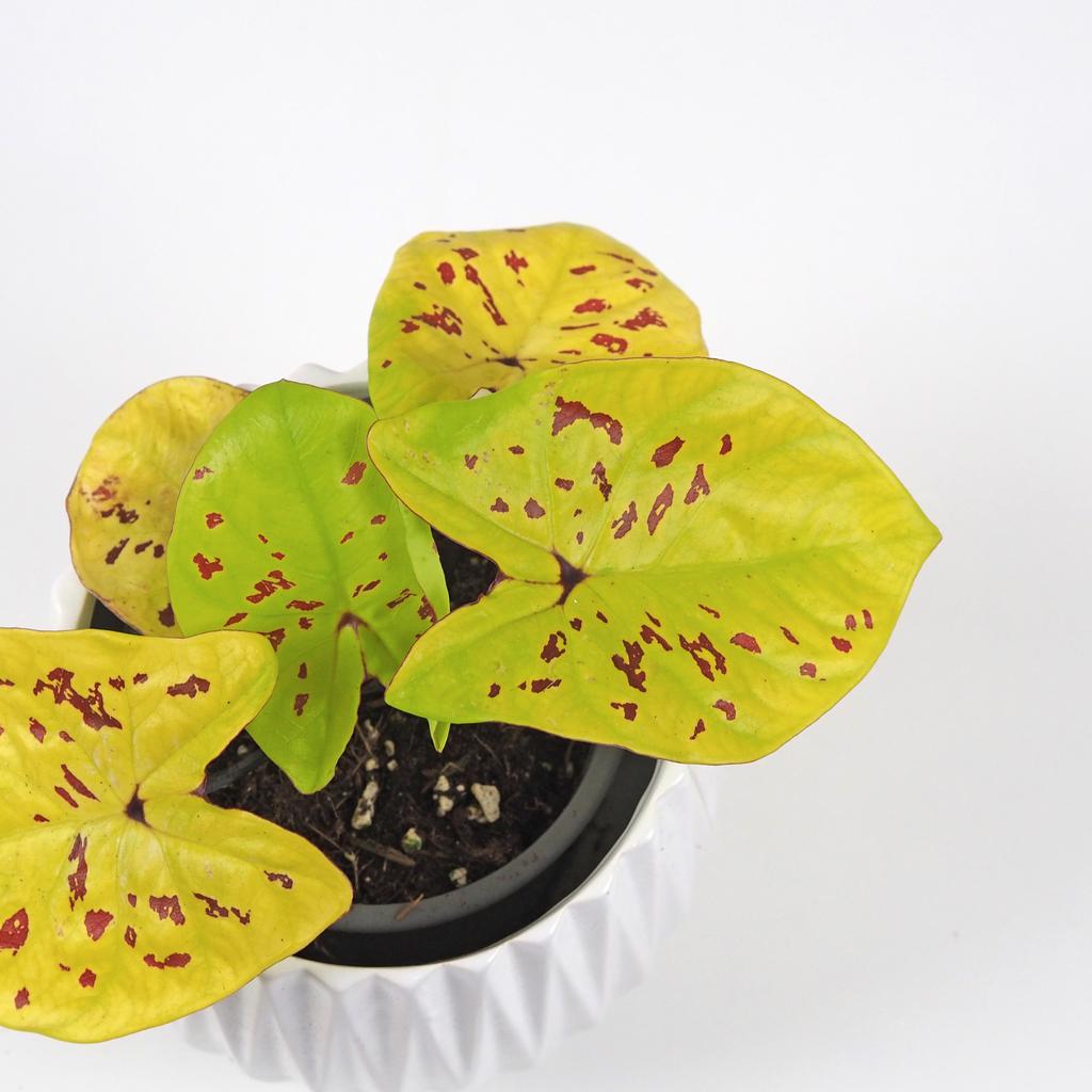 Caladium ‘Neon Monster’ caladium neon monster yellow