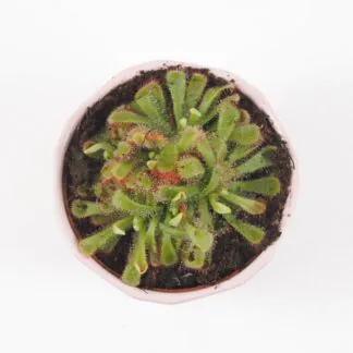 Drosera aliciae