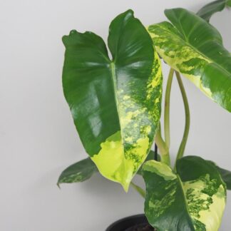 Philodendron ‘Burle Marx’ variegata velký philodendron burle marx variegata panasovaný zltý filodendron
