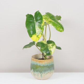 Philodendron ‘Burle Marx’ variegata velký philodendron burle marx variegata panasovaný zltý filodendron