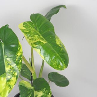 Philodendron ‘Burle Marx’ variegata velký philodendron burle marx variegata panasovaný zltý filodendron