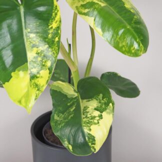 Philodendron ‘Burle Marx’ variegata velký philodendron burle marx variegata panasovaný zltý filodendron