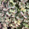 Sedum sieboldii sedum sieboldii plantizia Plantizia.cz