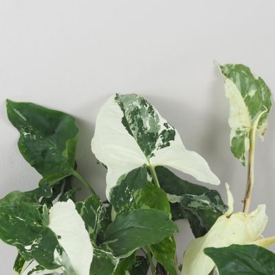syngonium podophyllum nebo variegata