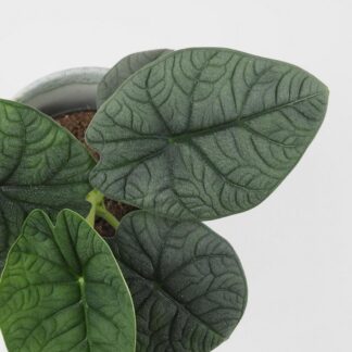 Alocasia rugosa ‘Melo’ velká alocasia rugosa melo raritní zajimava pokojová rostlina plantizia