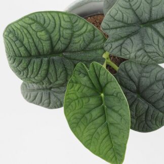 Alocasia rugosa ‘Melo’ velká alocasia rugosa melo raritní zajimava pokojová rostlina plantizia