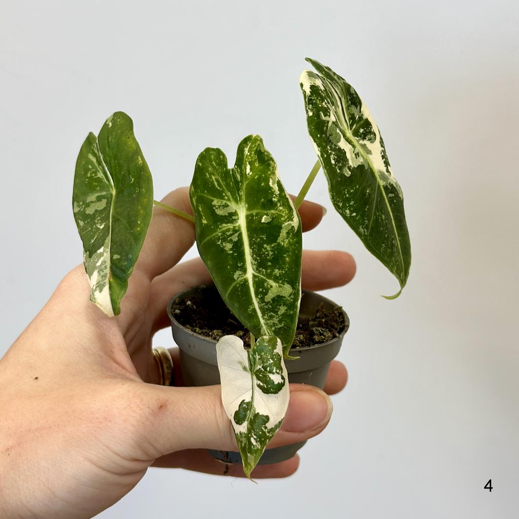 Levně Alocasia micholitziana ‘Frydek’ variegata baby 4