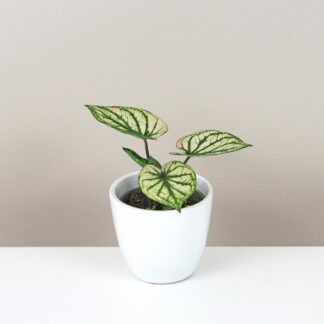 Caladium bicolor ‘Pliage’ mini caladium bicolor plage