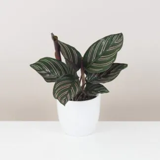 Calathea ornata 'Sanderiana' pokojová rostlina