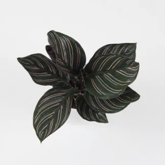 Calathea ornata 'Sanderiana' pokojová rostlina