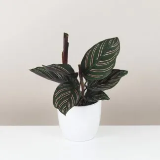 Calathea ornata 'Sanderiana' pokojová rostlina