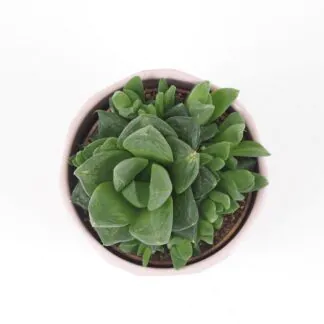 haworthia sukulent