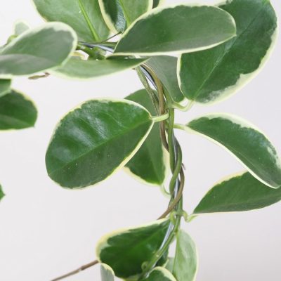 Hoya australus 'Albomarginata' Voskovka tahava rostlina