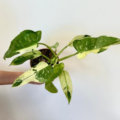 philodendron Jose Buono variegata panasovaná pokojová rostlina