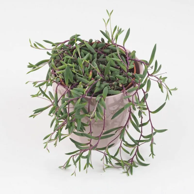 senecio herreianus fialová flush string of bananas sukulent stařík
