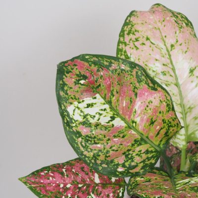 aglaonema jazzy red panašovana variegata růžová pokojová rostlina