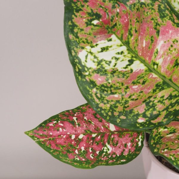 aglaonema jazzy red panašovana variegata růžová pokojová rostlina