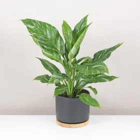 Lopatkovec / Spathiphyllum wallisii ‘Diamond’ velký