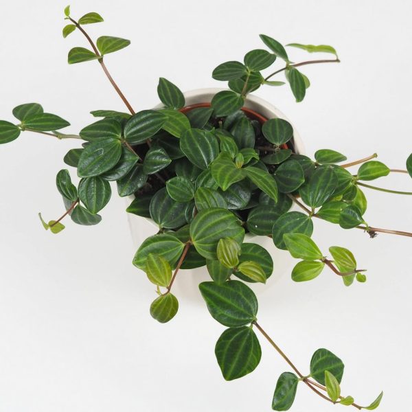 peperomia angulata pieprovec tahava zelena pokojová rostlina